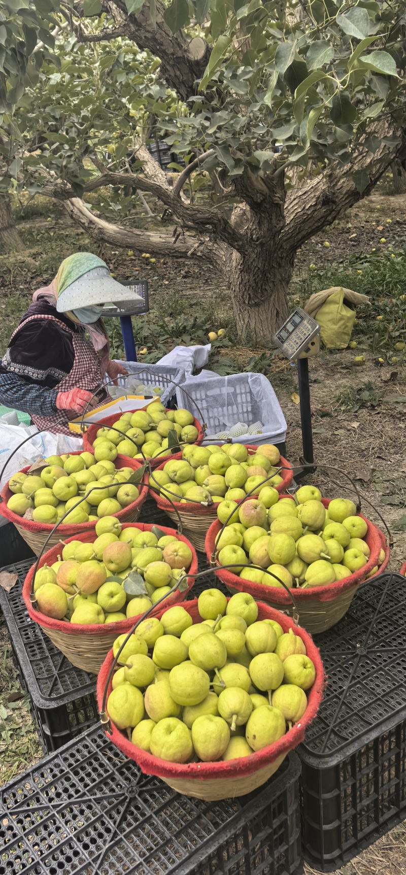 库尔勒香梨