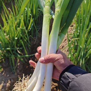 大葱，基地直发，价格低大量有货，需要的联系