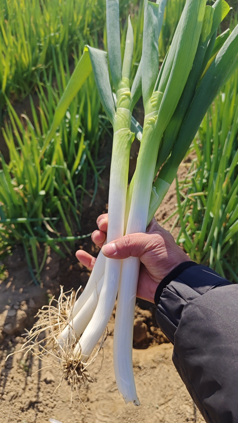 大葱，基地直发，价格低大量有货，需要的联系