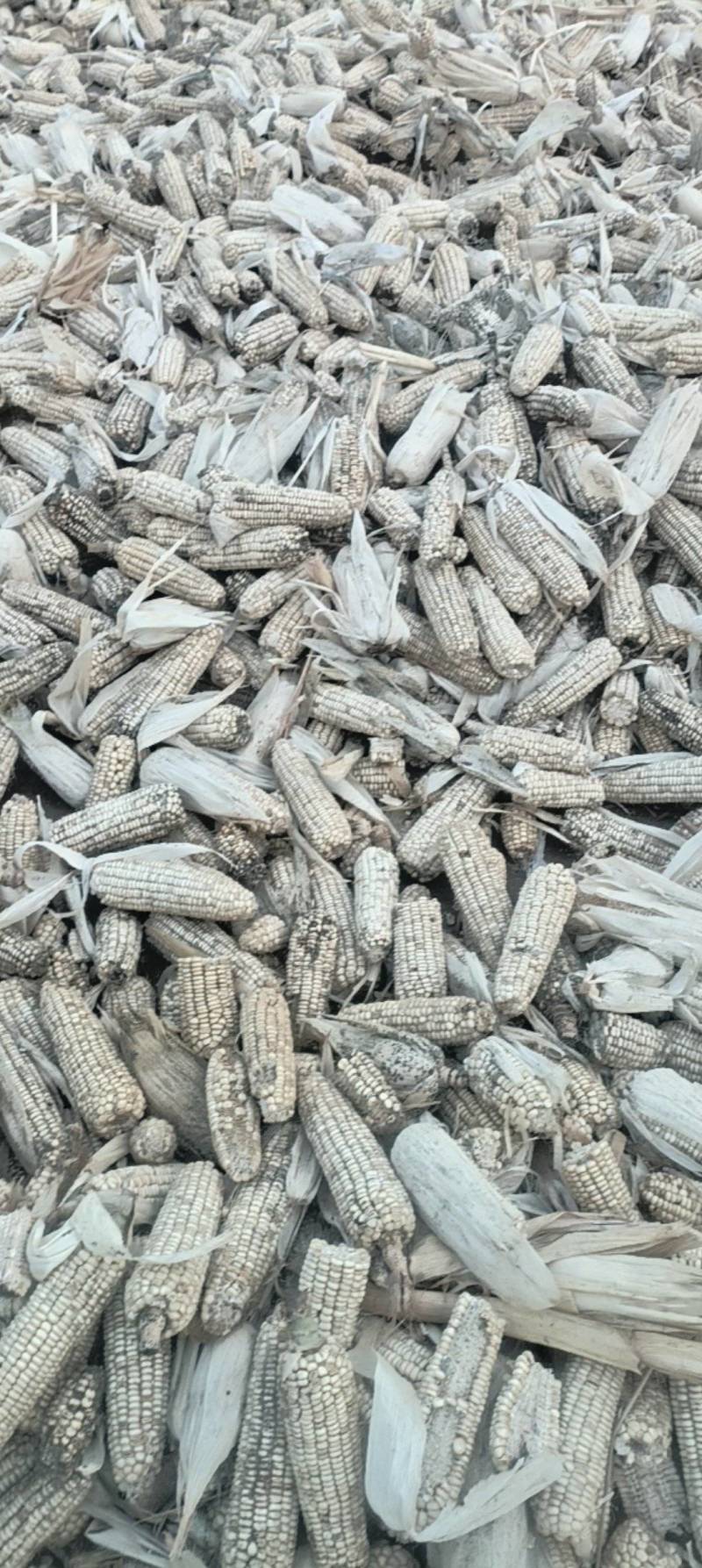 白糯玉米