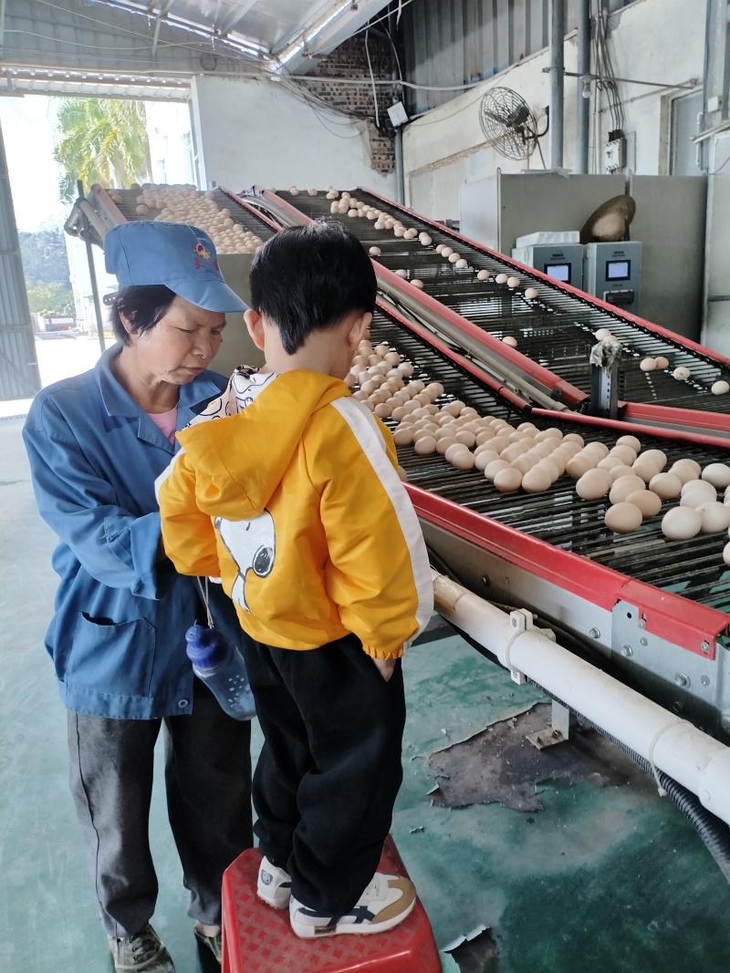 鸡场直发1500一天码数齐全39-52码净重上车