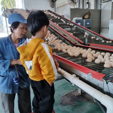 鸡场直发1500一天码数齐全39-52码净重上车