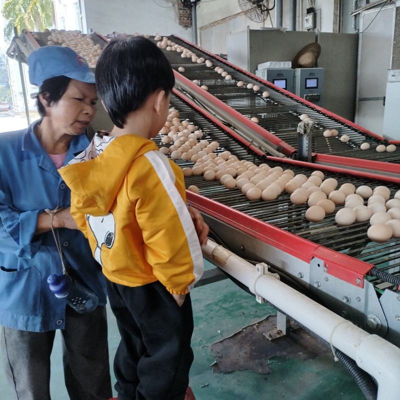 鸡场直发1500一天码数齐全39-52码净重上车