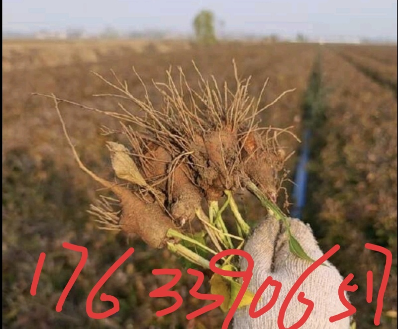 ***********一年籽播白术