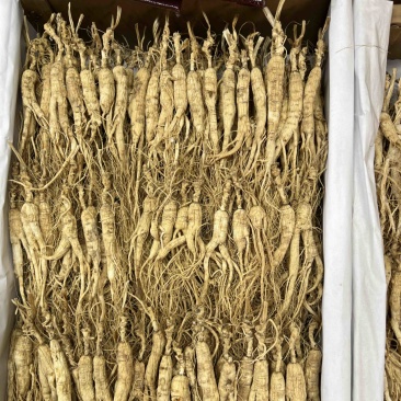 林下参打粉料