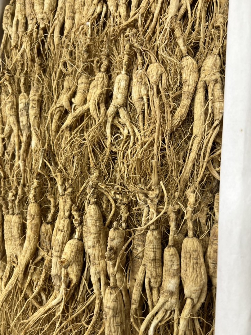 林下参打粉料