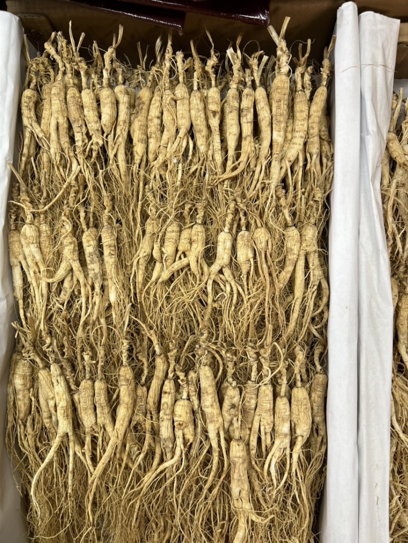 林下参打粉料
