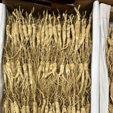 林下参打粉料