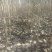 优质107杨树苗