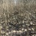 优质107杨树苗