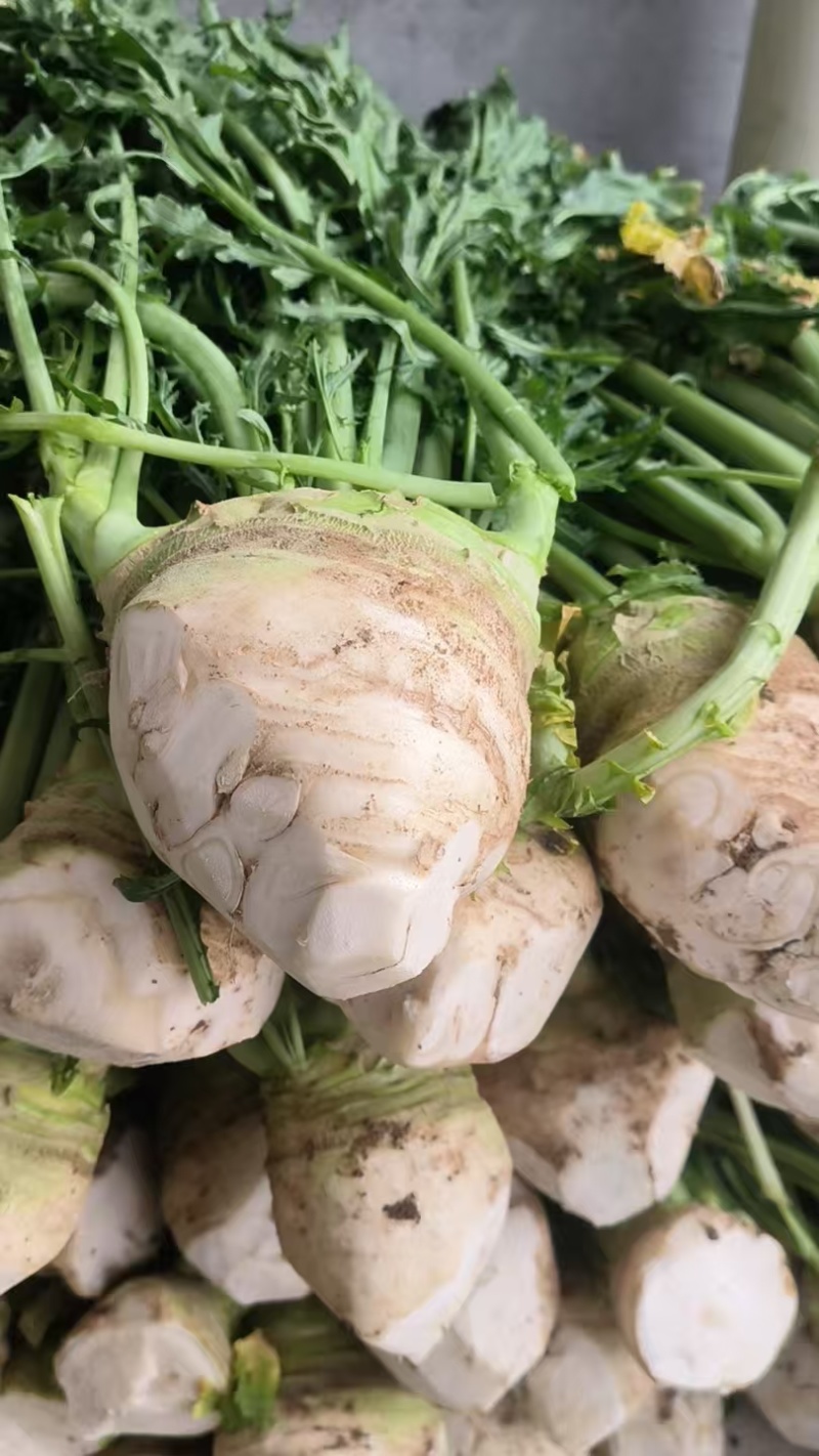 广西桂林大头菜，欢迎预订