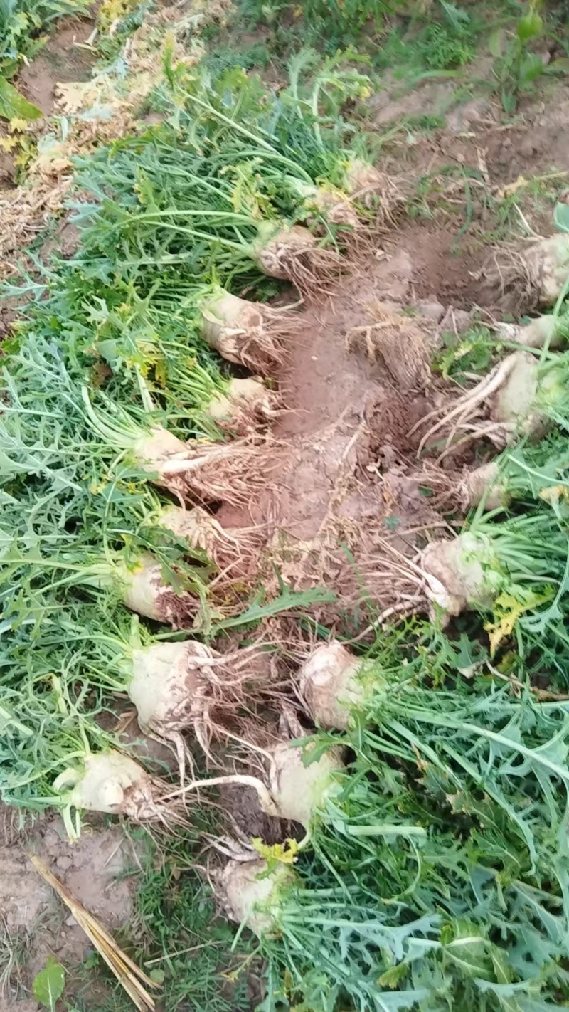 广西桂林大头菜，欢迎预订