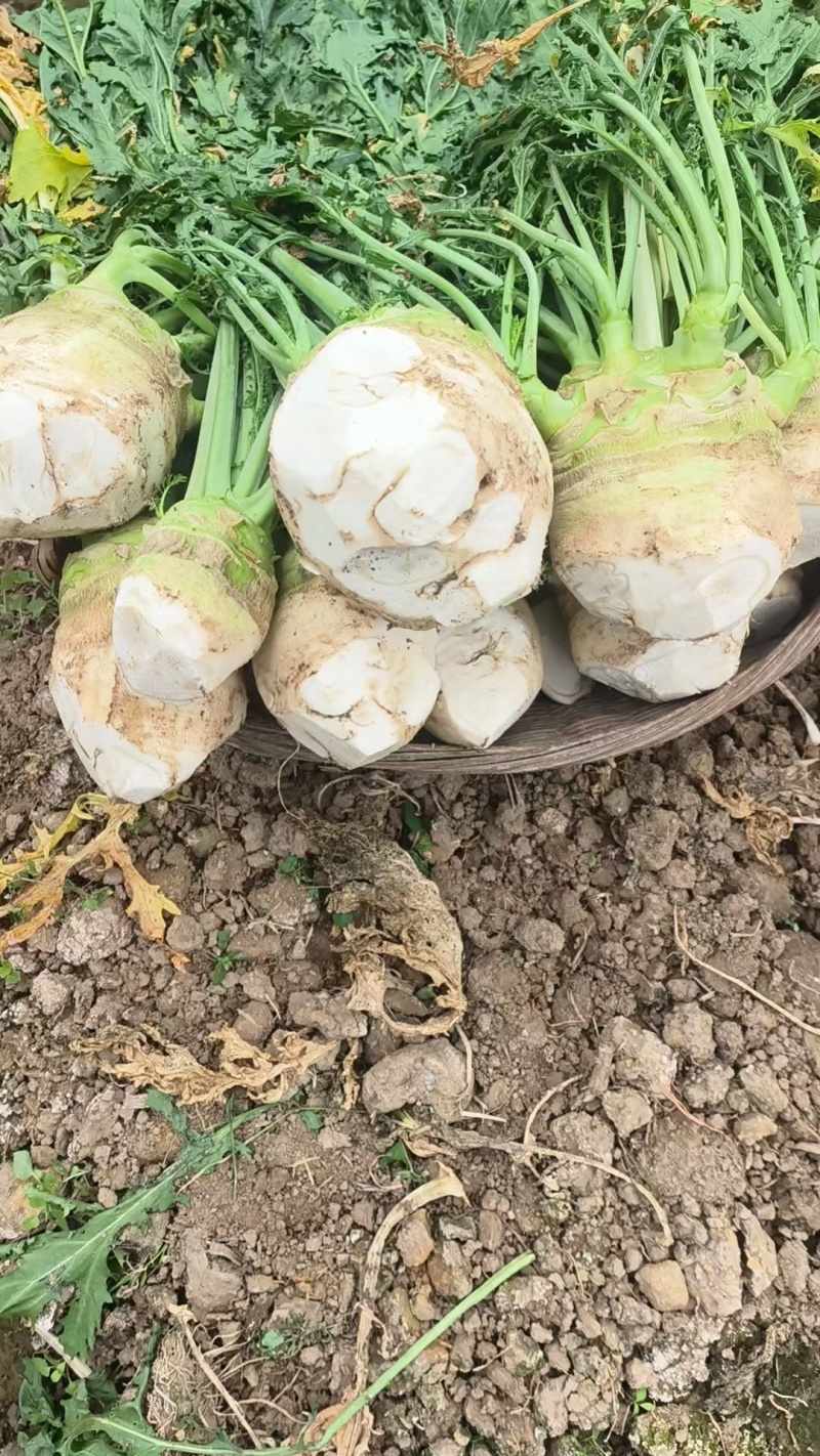 广西桂林大头菜，欢迎预订