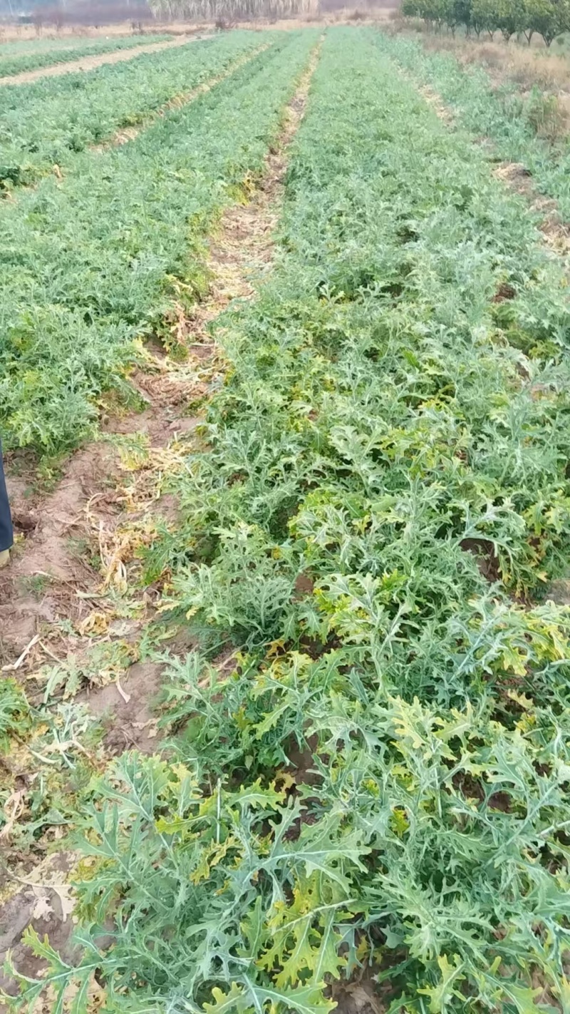 广西桂林大头菜，欢迎预订