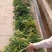 广西桂林大头菜，欢迎预订