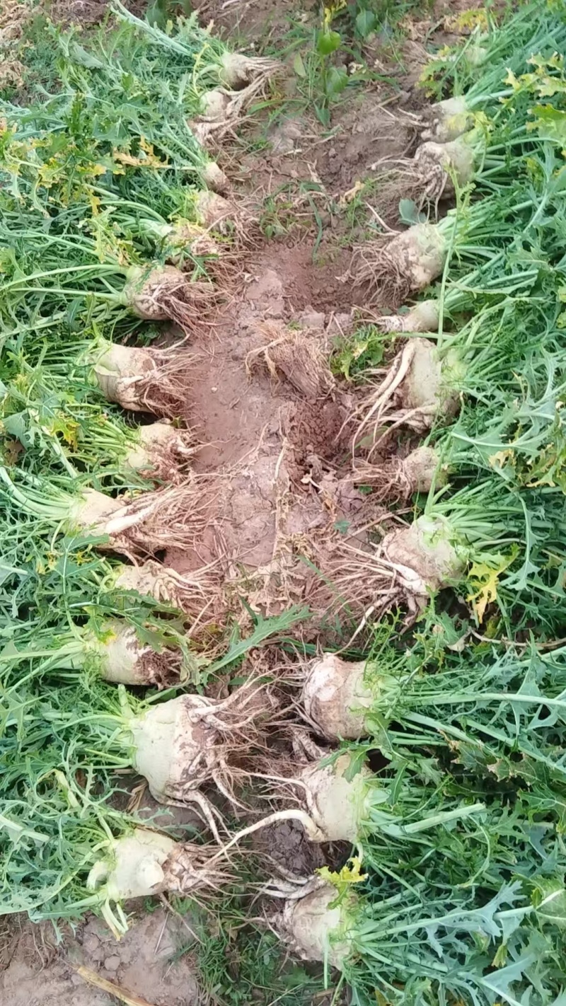 广西桂林大头菜，欢迎预订