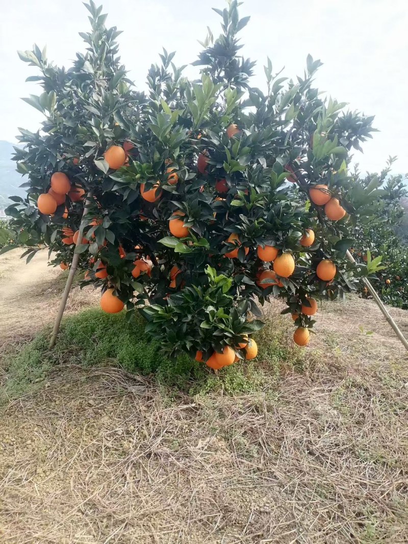 脐橙