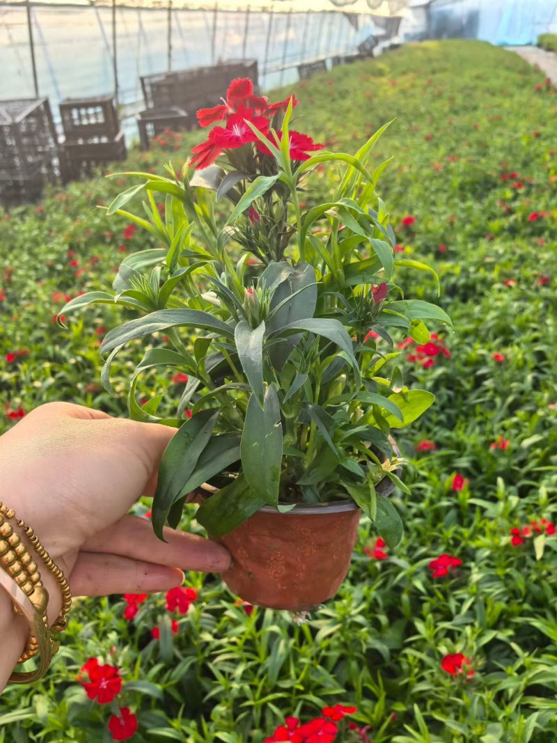 观花植物常夏石竹120杯，基地有量，欢迎来一亩田订购