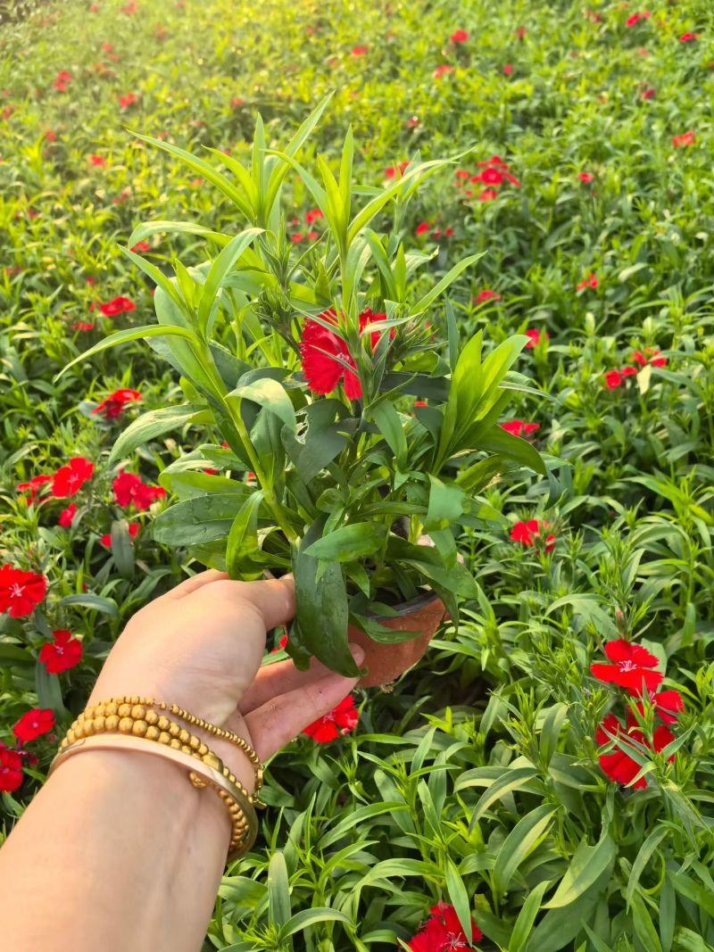 观花植物常夏石竹120杯，基地有量，欢迎来一亩田订购