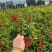 观花植物常夏石竹120杯，基地有量，欢迎来一亩田订购