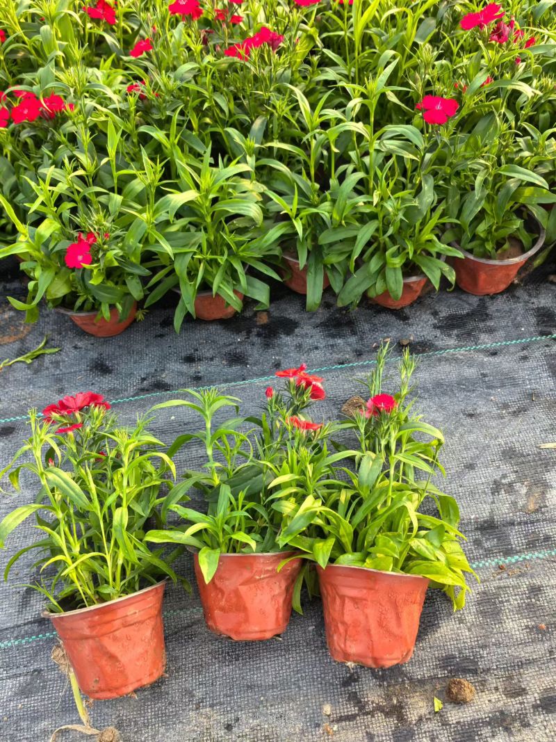 观花植物常夏石竹120杯，基地有量，欢迎来一亩田订购