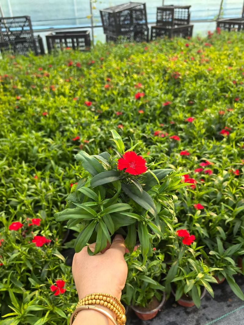观花植物常夏石竹120杯，基地有量，欢迎来一亩田订购