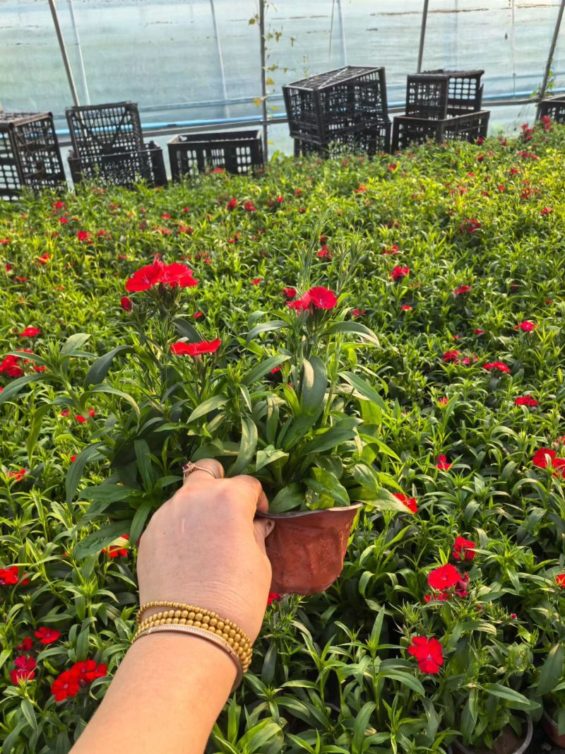 观花植物常夏石竹120杯，基地有量，欢迎来一亩田订购