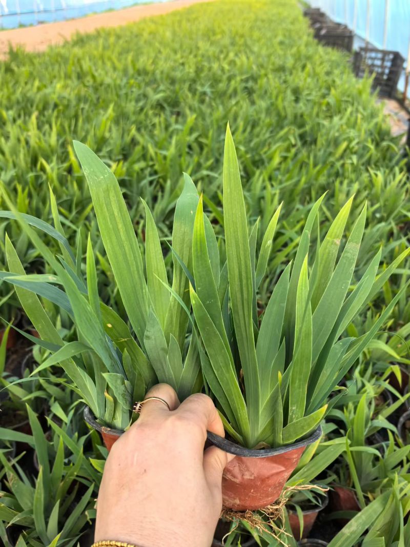 观花植物大蓝花鸢尾120杯，基地有量，欢迎来一亩田订购。