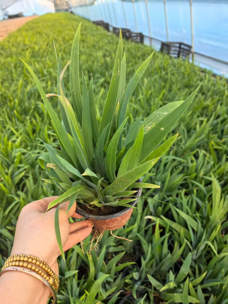 观花植物大蓝花鸢尾120杯，基地有量，欢迎来一亩田订购。