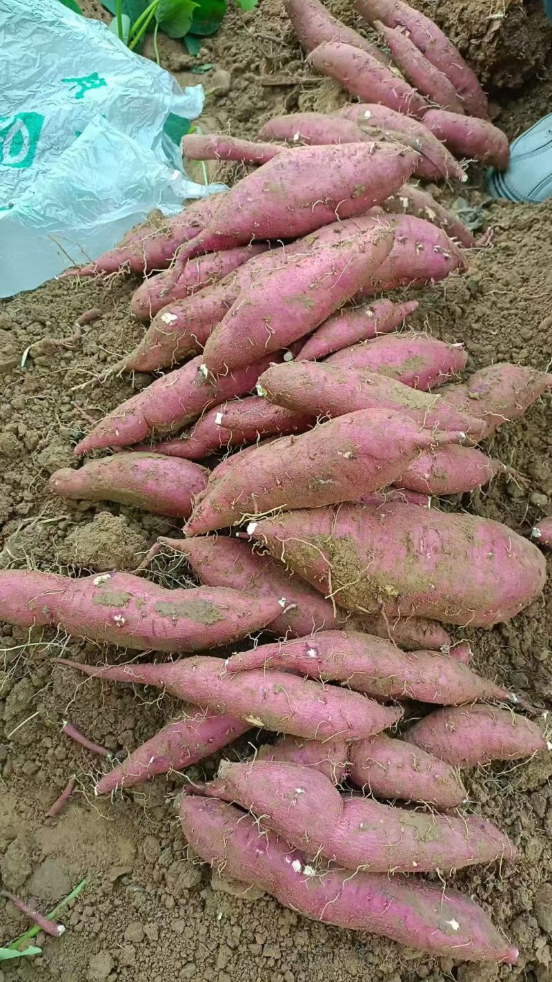 延安甘谷驿红薯