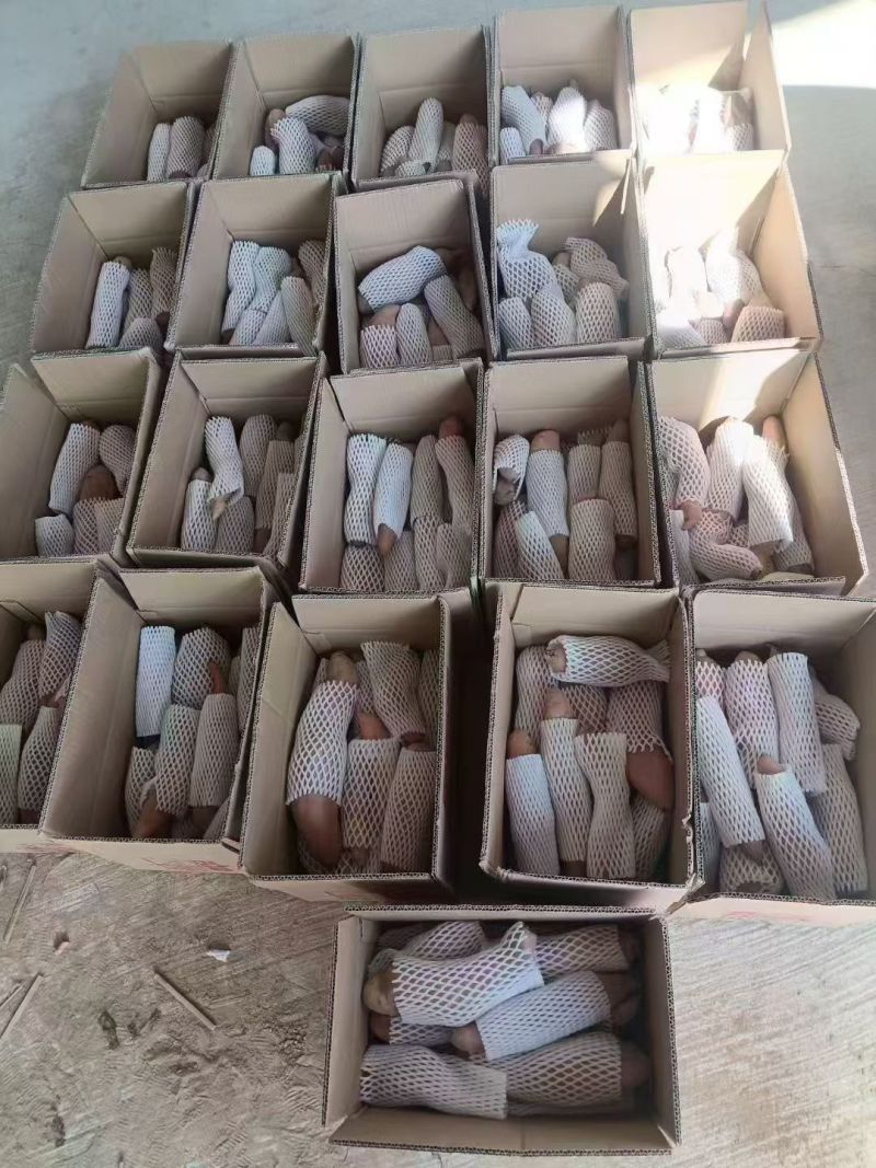 延安甘谷驿红薯