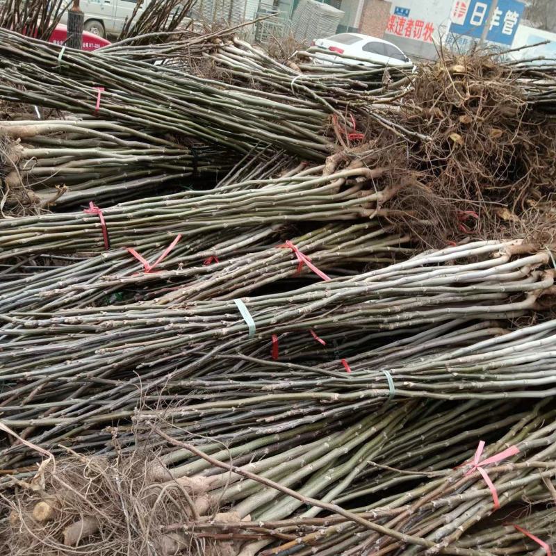 核桃苗核桃苗批发核桃苗基地核桃苗产地直销
