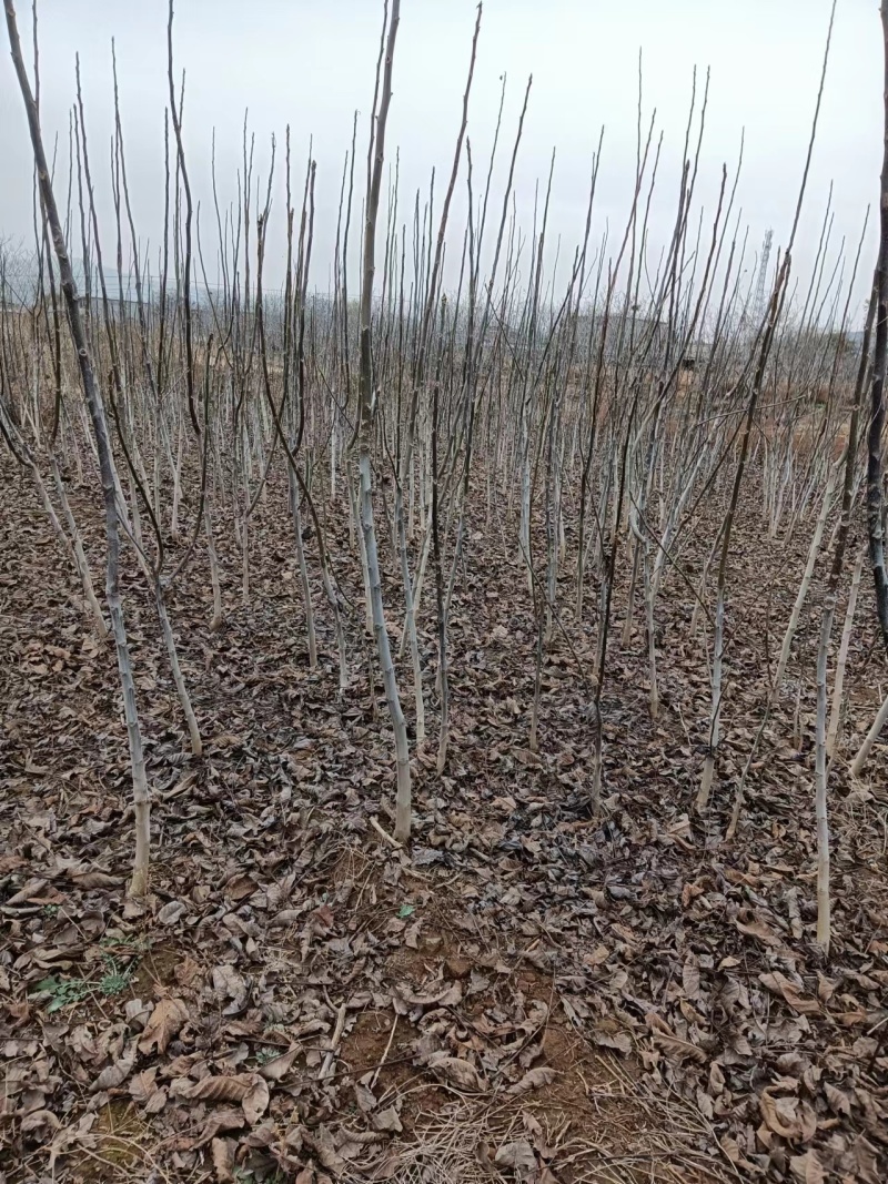 核桃苗核桃苗批发核桃苗基地核桃苗产地直销