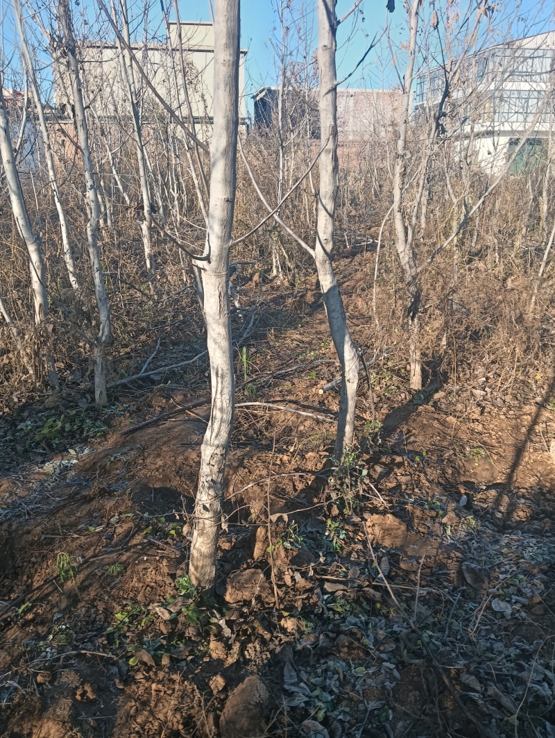 核桃苗核桃苗批发核桃苗基地核桃苗产地直销