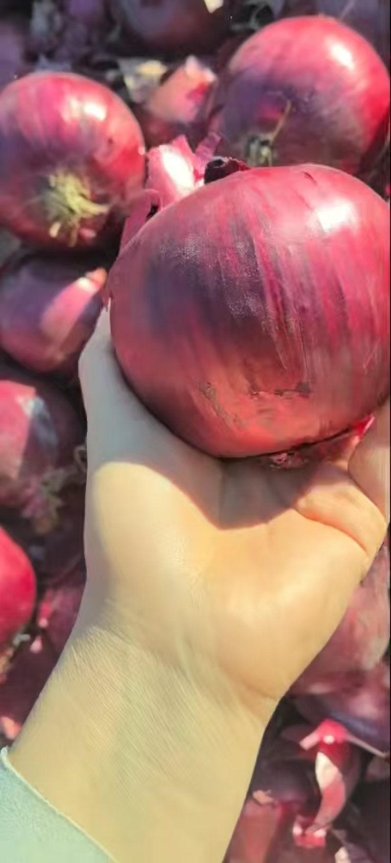 【一手货源】紫皮洋葱商超餐饮保质保量价格美丽
