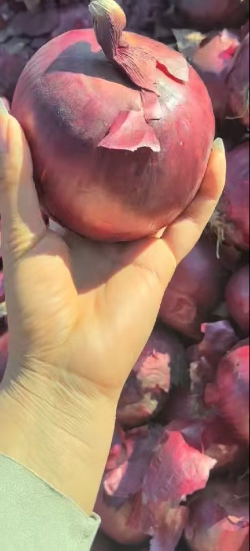 【一手货源】紫皮洋葱商超餐饮保质保量价格美丽