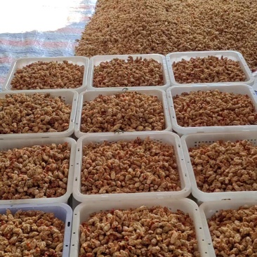 食用仙人掌花养胃中药材仙人掌花茶产地直销批发零售