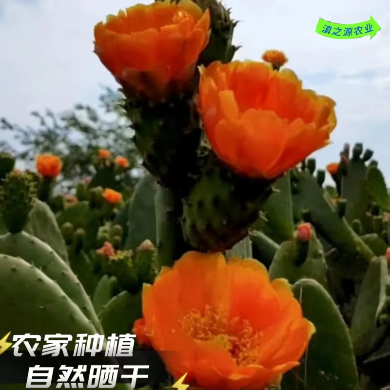 食用仙人掌花养胃中药材仙人掌花茶产地直销批发零售