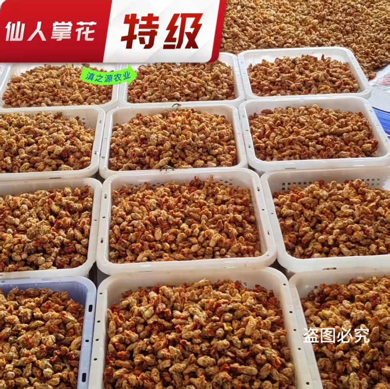 食用仙人掌花养胃中药材仙人掌花茶产地直销批发零售