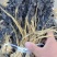 整棵梅干菜