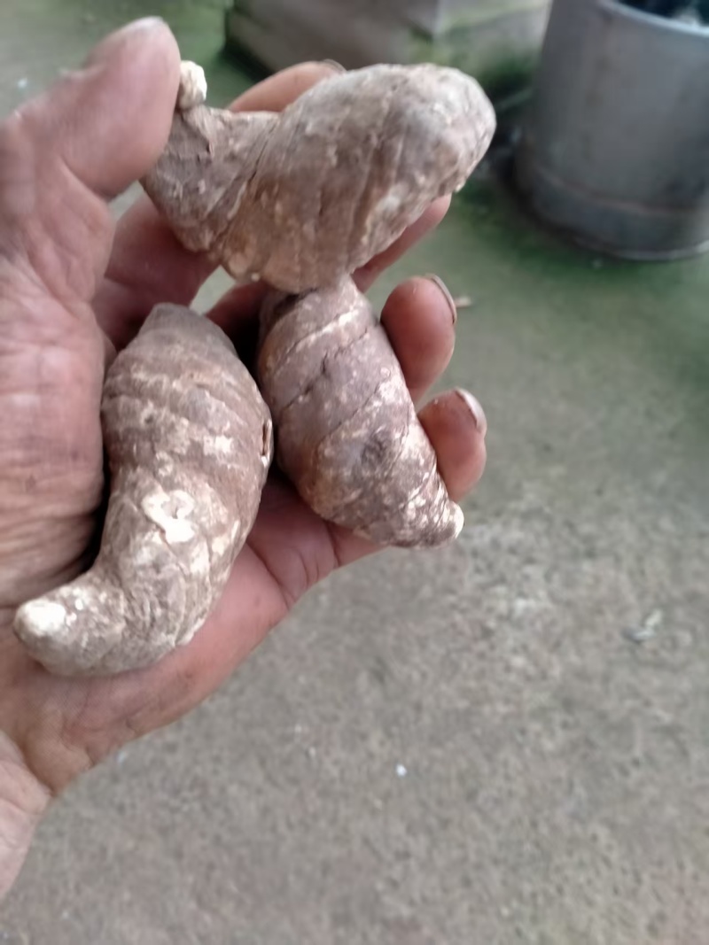 干品滇重楼价格优美