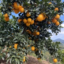江西赣州赣南脐橙一手货源零售批发均可价格美丽