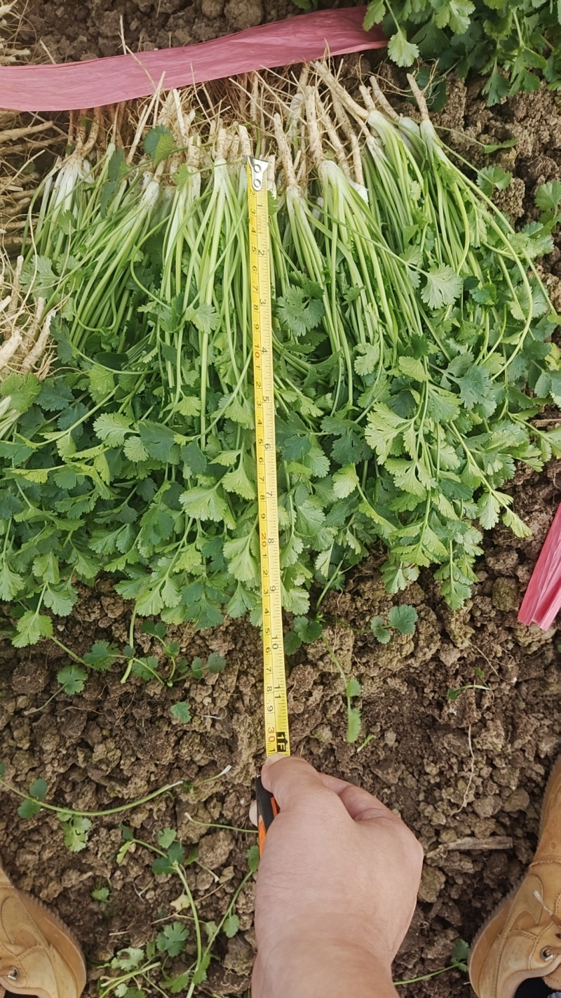 香菜