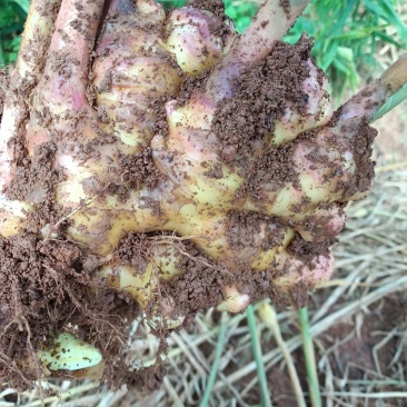 师宗艳涛蔬菜种植基地