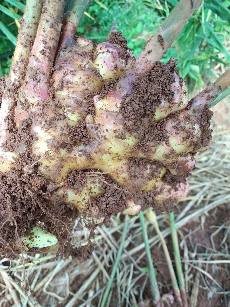 师宗艳涛蔬菜种植基地