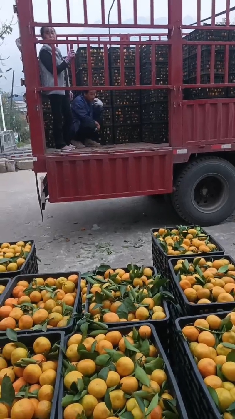 汉中蜜橘产地直供大量有货质量保证一手货源价格合理全国对接