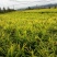 师宗艳涛蔬菜种植基地