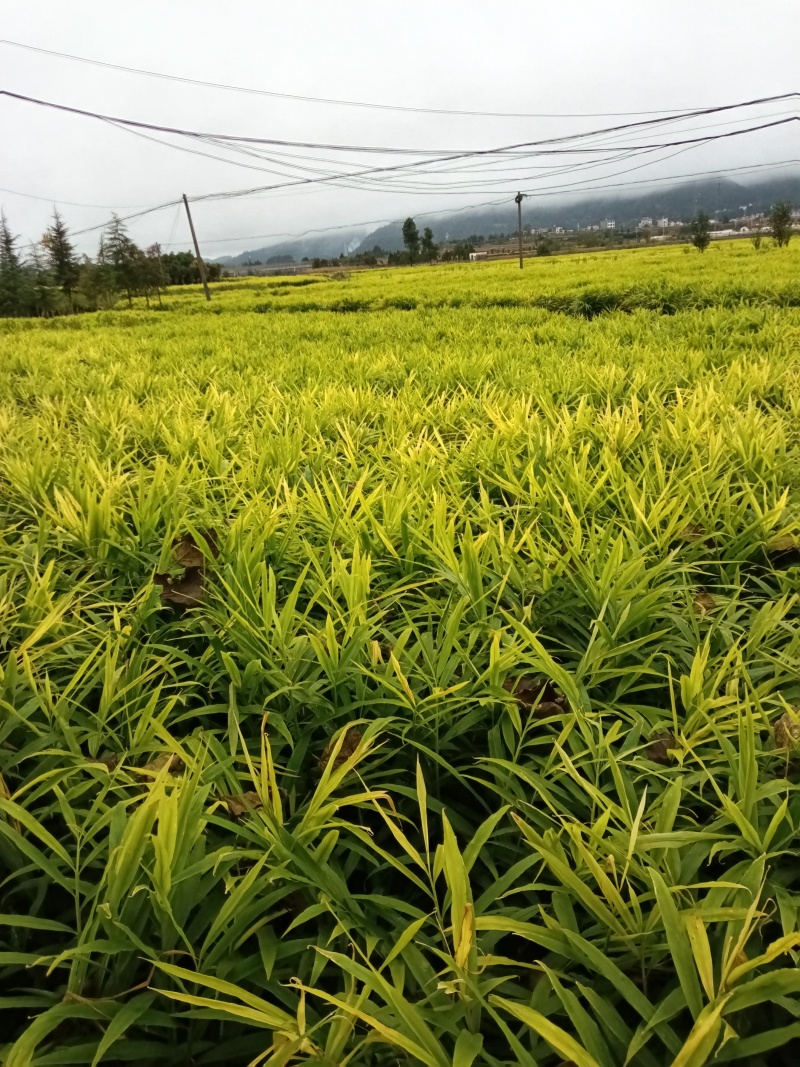师宗艳涛蔬菜种植基地