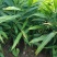师宗艳涛蔬菜种植基地