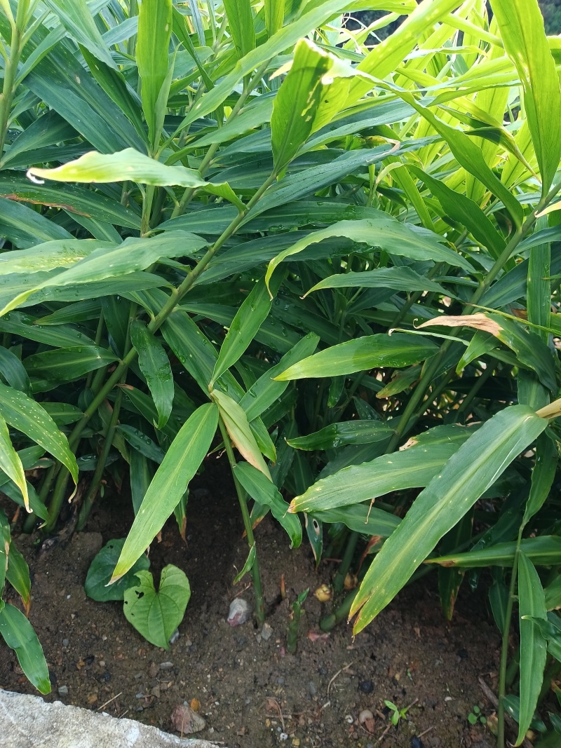 师宗艳涛蔬菜种植基地
